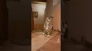 Самый главный сторожила это Филин 🦉😎