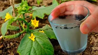 Even dead CUCUMBERS will instantly grow and will not get sick, natural top dressing from my grandmo
