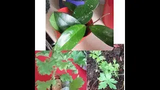 PLANT SWAP 2