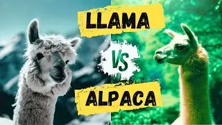 Difference between Llama and Alpaca in 1 Minute!!! #shorts #difference