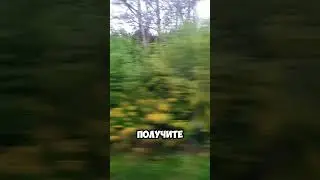 Мотивация дня.Чем мы жертвуем?🤔#природа #поездка #нижегородскаяобласть #лето #shorts #мысливслух