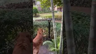 The inquisitive retriever #goldenretiever #dog #retriever #dogbreed #shortsviral #doglover #cute