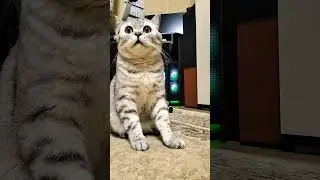 Мудрость кота Будулая #смешнойкот #философия #shorts