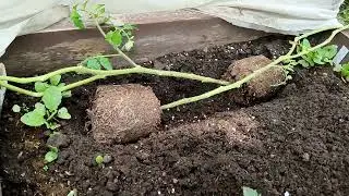 Дневник. Высаживаю томаты, бахчевые культуры. Подкармливаю ягодные кусты.