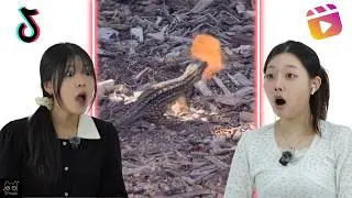 Koreans React to Memes That Cure Depression v2 | CY