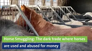 Horse Smuggling: The dark trade where horses are used and abused for money