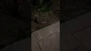 Житель во дворе😳