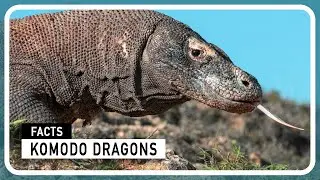 Komodo Dragons - The Ancient Lizards Still Roaming Our World
