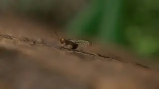 Diameneura marveni, 3D reconstruction & animation