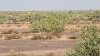 Coyote DROPPED with AR-10 on the run!