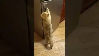 Шотландский вислоухий Тайсон.