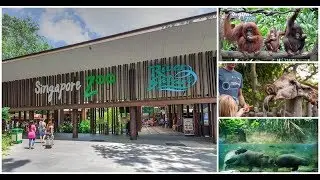 Monkey Waterfall Singapore Zoo