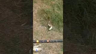 Лови,лови, лови її...