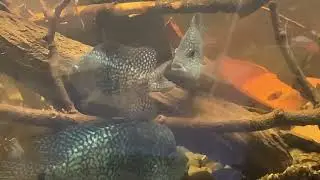 Texas Cichlids with their attitude