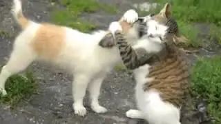 Я желаю тебе mp4,музыка для друзей, позитив
