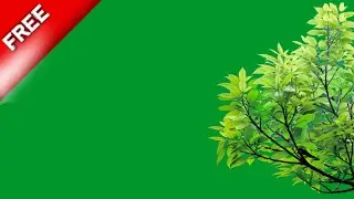 tree branch moving green screen | tree green screen no copyright | green screen leaves flying