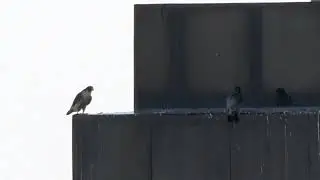 Pareja de halcón peregrino en Madrid Capital.