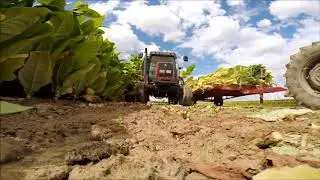 Трактор Massey Ferguson 6255 , комбайн KIRPY,  уборка табака