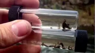 Caddis on Clear Creek