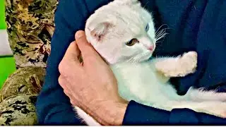 My favorite deaf cat / Living with a deaf cat