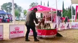Basset hound inuyasha Mavié, campeona joven y campeona Mexicana