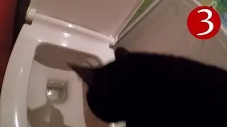 Котоблог (Выпуск # 3)