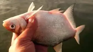 Неудачная рыбалка: ловля леща  с лодки на водохранилище.