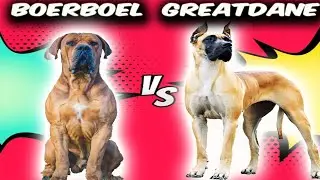 Boerboel VS Great Dane -Comparison
