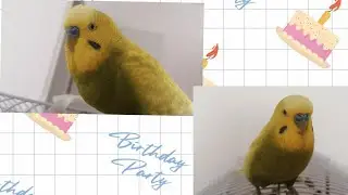 La mulți ani, Cipi! 🎉🎊🎈