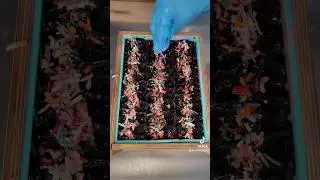 Halloween CONFETTI CAKE SOAP! #soapmaking #soapmakingprocess #soaping #soapmaker #artisansoap #soap