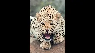 When People Meet Wild Animals 2021