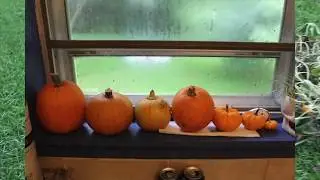 Growing Squash June update- BUGS