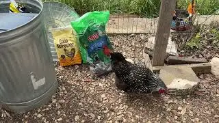 Water Additives For Backyard Chickens - 2024 Edition