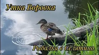На безклевье и карась рыба. Рыбалка в Селятино . Пруд Пионерский.