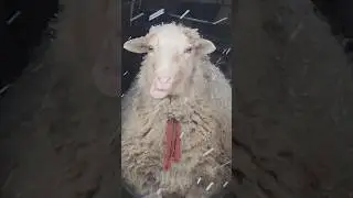 Овцы 🐑