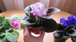 Рассаживание Деток Фиалки/ Быстро И Качественно Растут Детки