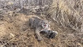2023 Trapping Season (MIXED BAG DAY)