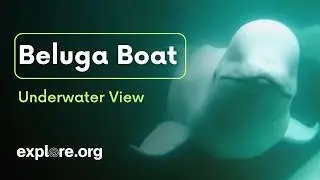LIVE Beluga Boat Cam: Underwater View – July 28 | explore.org