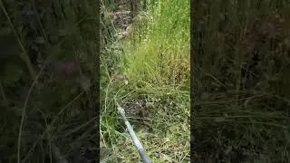 Echo SRM 225 knocking down some crazy tall weeds!