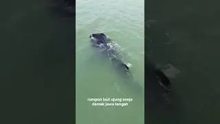 moster laut demak menampakan diri bikin merinding