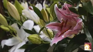 El jardín de la abuela. Floristería en Madrid