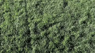 Touching Grass