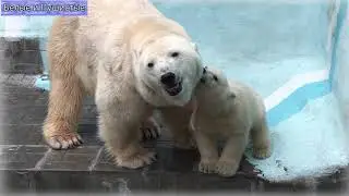 Рассердился, второпях покусал маман, и бах!.. Мама, шерсть твоя в когтях?..