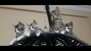 very lovely kitties