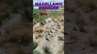 🐧 Magellanic Penguins #penguin #argentina #animals #shorts