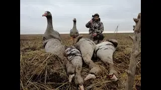 #охотанагуся2019