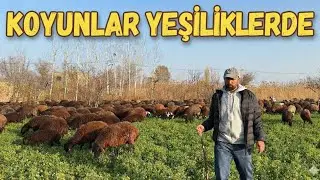 YENİ ENİKLERİ DAĞITTIK | 2026 YILI İÇİN YAYLA KİRALADIK