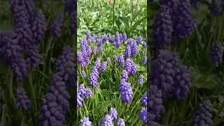 Мускарі (Grape hyacinth, Muscari)