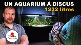Aquarium à discus de 1232 litres !