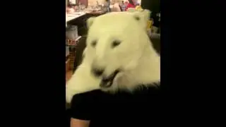 Polar bear jaw and sound effects test